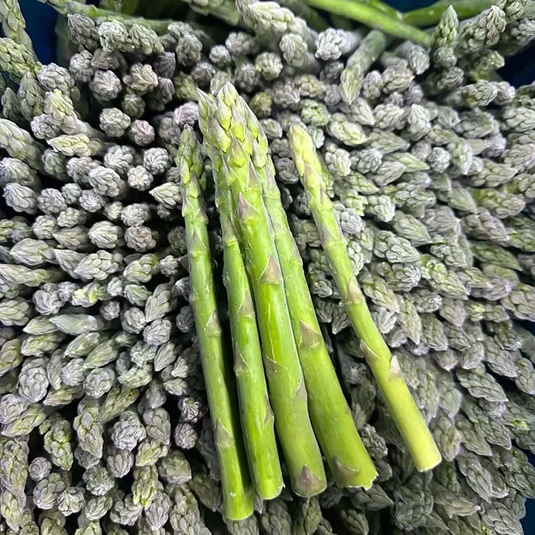 Asparagus ya Kijani Iliyohifadhiwa Iliyochaguliwa kwa Huduma ya Chakula na Ugavi wa Viungo