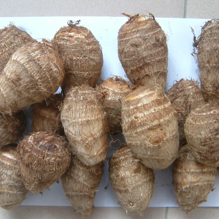 Shamba Safi Taro