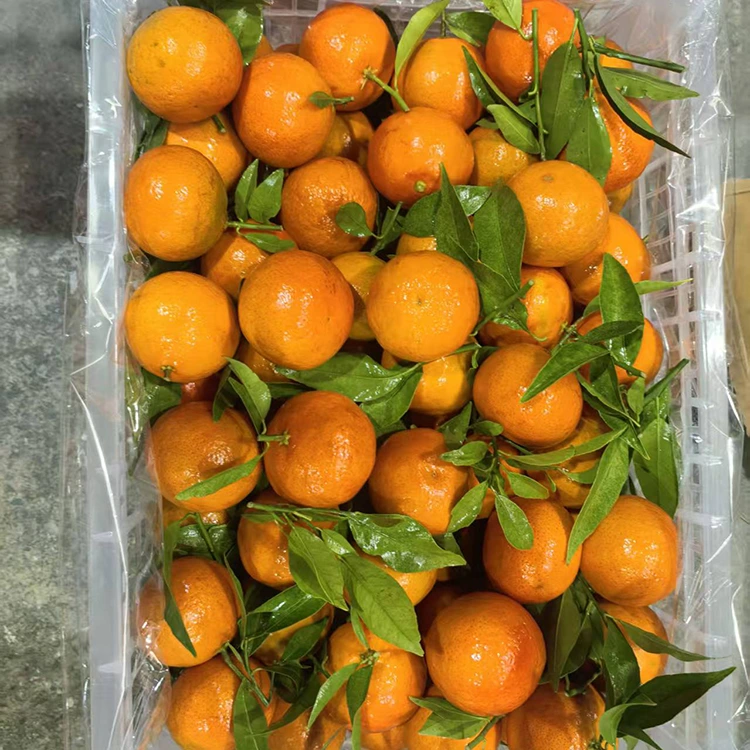 Mashui Mandarin safi