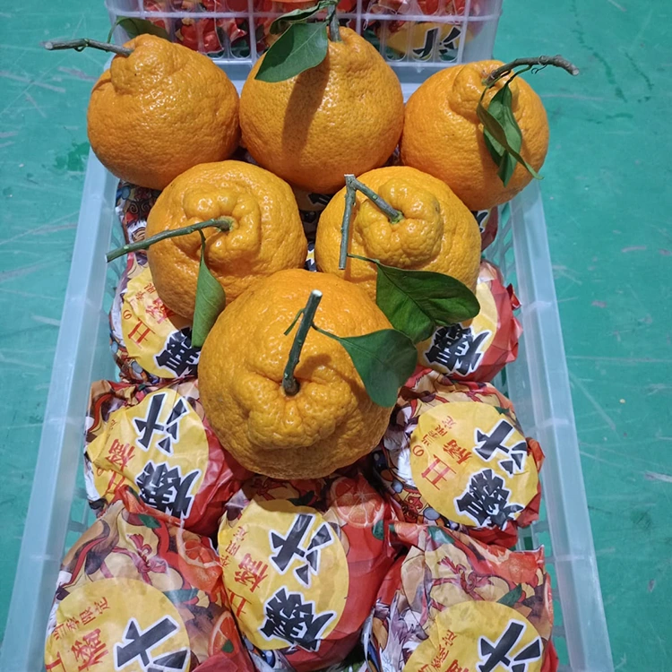 Mandarin safi ya Shiranui