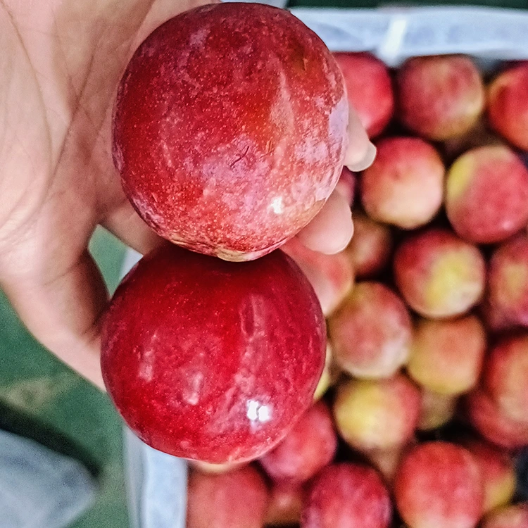 Safi Nyekundu ya Meiyi Plum