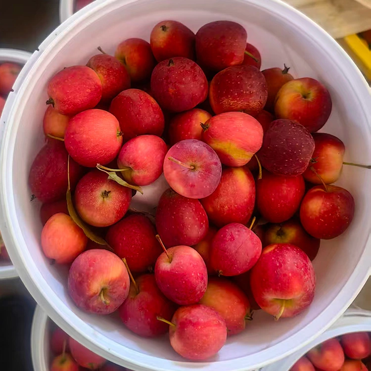 Tufaa la Cherry ya Kichina ya Kiwango cha Juu