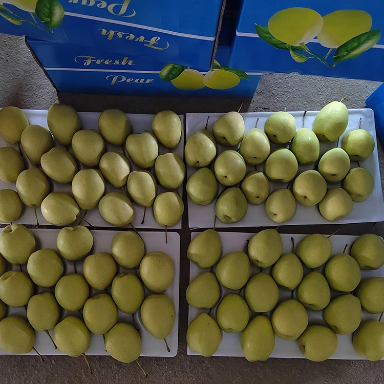 Kwa kawaida Pears za Shandong Tamu