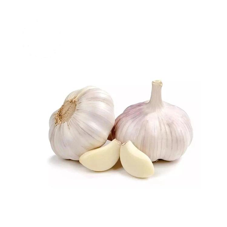 Premium Firm na Plump Normal White vitunguu