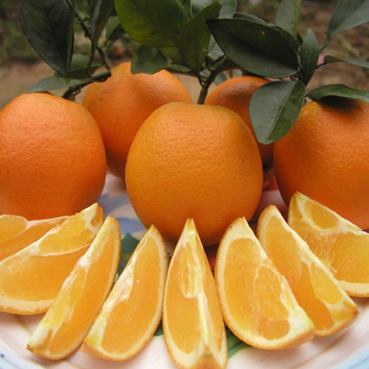 Machungwa Safi ya Kitovu yenye Juicy