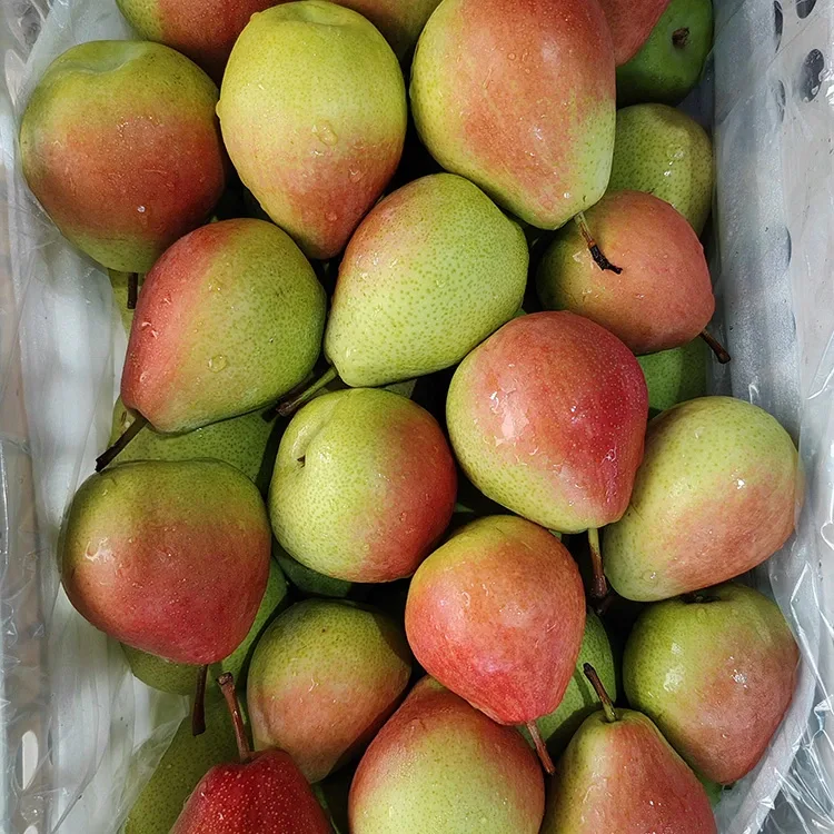 Pear Nyekundu ya Julai Iliyochaguliwa Kwa Mikono Ya Kuvutia